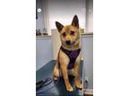Adopt Nate a Tan/Yellow/Fawn - with White Shiba Inu / Mixed dog in Gordonsville