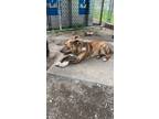 Adopt Nala a Brindle American Pit Bull Terrier / Mixed dog in Brockton