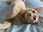 Adopt Cookie a Orange or Red Tabby Domestic Shorthair / Mixed (short coat) cat