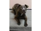 Adopt Riggs a Brown/Chocolate Terrier (Unknown Type, Small) / Mixed dog in