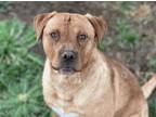 Adopt Fletcher a Red/Golden/Orange/Chestnut Labrador Retriever / Mixed dog in