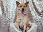 Adopt Coco a Tan/Yellow/Fawn Basenji / Mixed dog in Bridgeport, CA (41420519)