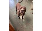 Adopt Chase a Gray/Blue/Silver/Salt & Pepper American Pit Bull Terrier dog in