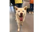 Adopt Blueberry a White Husky / Mixed Breed (Medium) / Mixed (short coat) dog in