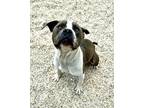 Adopt Herman a Gray/Blue/Silver/Salt & Pepper American Pit Bull Terrier / Mixed