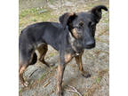 Adopt Fettucini a Black German Shepherd Dog / Mixed Breed (Medium) / Mixed