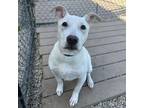 Adopt Gotti aka Porky a Brindle Mixed Breed (Medium) / Mixed Breed (Medium) /