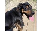 Adopt Neu a Black Mixed Breed (Medium) / Mixed Breed (Medium) / Mixed (short