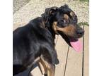 Adopt Neu a Black Mixed Breed (Medium) / Mixed dog in Dubuque, IA (41351912)