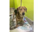 Adopt Jolene a Brown/Chocolate Beagle / Mixed dog in Independence, MO (41420844)