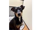 Adopt Pansy a Black Mixed Breed (Large) / Mixed dog in Oklahoma City