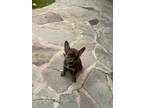 Adopt Luna a Tan/Yellow/Fawn Mixed Breed (Large) / Mixed dog in Oklahoma City