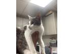 Adopt Yiyi a Gray or Blue Domestic Shorthair / Domestic Shorthair / Mixed cat in