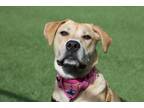 Adopt Buttercup a Tan/Yellow/Fawn Mixed Breed (Medium) / Mixed Breed (Medium) /