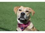 Adopt Buttercup a Tan/Yellow/Fawn Mixed Breed (Medium) / Mixed dog in Lynnwood