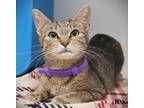 Adopt Honey a Brown or Chocolate Domestic Shorthair / Domestic Shorthair / Mixed