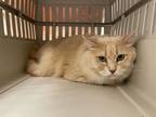 Adopt Elliot a Tan or Fawn Domestic Mediumhair / Domestic Shorthair / Mixed cat