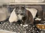 Adopt Blue October a Gray or Blue Domestic Longhair / Domestic Shorthair / Mixed