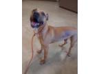 Adopt Paige a Brown/Chocolate Mixed Breed (Large) / Mixed dog in Fallston