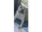 Adopt Hank a White Mixed Breed (Small) / Mixed Breed (Medium) / Mixed (short