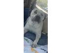 Adopt Hank a White Mixed Breed (Large) / Mixed dog in Fallston, MD (41420433)