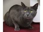 Adopt America a Gray or Blue Domestic Shorthair / Domestic Shorthair / Mixed cat