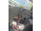 Adopt Aspen a White Hound (Unknown Type) / Mixed Breed (Medium) / Mixed (short