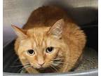 Adopt Ginger-Purple a Orange or Red Domestic Shorthair / Domestic Shorthair /