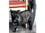 Adopt Reese a All Black Domestic Shorthair / Domestic Shorthair / Mixed cat in