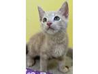 Adopt Eclipse a Cream or Ivory Domestic Shorthair / Domestic Shorthair / Mixed