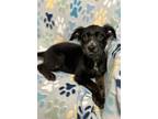 Adopt 24-0508 Piper a Black Terrier (Unknown Type, Small) / Mixed dog in