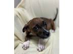 Adopt 24-0555 Dove a Brown/Chocolate American Pit Bull Terrier / Mixed dog in