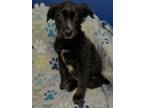 Adopt 24-0506 Phoebe a Black Terrier (Unknown Type, Small) / Mixed dog in