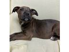 Adopt 24-0558 Snickers a Brown/Chocolate American Pit Bull Terrier / Mixed Breed