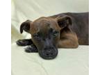 Adopt 24-0557 Hershey a Brown/Chocolate American Pit Bull Terrier / Mixed dog in