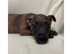 Adopt 24-0556 Heath a Brown/Chocolate American Pit Bull Terrier / Mixed Breed