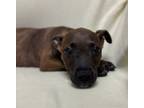 Adopt 24-0556 Heath a Brown/Chocolate American Pit Bull Terrier / Mixed dog in