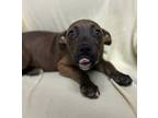 Adopt 24-0554 Reeses a Brown/Chocolate American Pit Bull Terrier / Mixed dog in