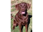Adopt Luna a Brown/Chocolate Labrador Retriever / Mixed dog in San Lorenzo