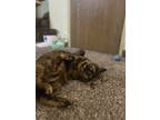 Adopt Toulouse a Tortoiseshell American Shorthair / Mixed (short coat) cat in