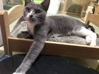 Adopt Carnation a White Domestic Shorthair / Domestic Shorthair / Mixed cat in