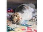 Adopt Sky a White Domestic Shorthair / Domestic Shorthair / Mixed cat in