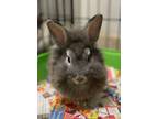 Adopt Buneary/ASH a Grey/Silver Lionhead / Dwarf / Mixed rabbit in Belleville