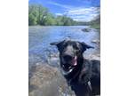 Adopt Woody - Kitchener a Black Mixed Breed (Large) / Mixed dog in Kitchener