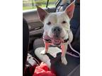 Adopt Francine-Kitchener a White Mixed Breed (Medium) / Mixed dog in Kitchener