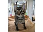 Adopt Frijolito a Brown or Chocolate Domestic Shorthair / Domestic Shorthair /
