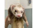 Adopt Finn a Tan or Beige Ferret / Ferret / Mixed small animal in Menands