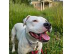 Adopt Ladybug (Posey) a White - with Gray or Silver American Pit Bull Terrier /
