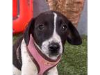 Adopt Freckles a Black - with White Border Collie / Rat Terrier / Mixed dog in