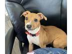 Adopt Lucy a Tan/Yellow/Fawn Pitsky / Mixed dog in Norman, OK (41419743)